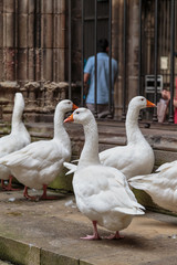 white geese walk on the stone slabs of the courtyard