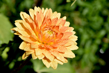 elegant dahlia in the garden