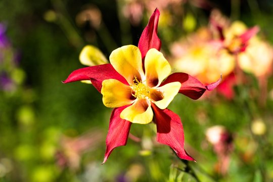 An unusual beauty of a red-yellow flower grows in the garden in a sunny place. The flower belongs to the family of buttercups and is called Aguilera, or it is also called the Watersboro or the Eagles.