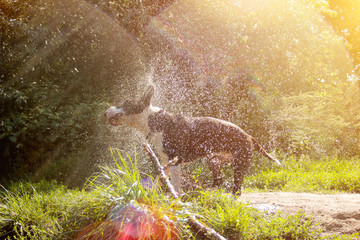 Dog Bull Terrier in splashes of water in the sunlight