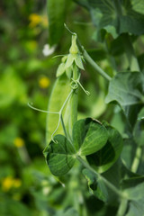 Fresh pea pods on plants in the garden. Summer natural background.