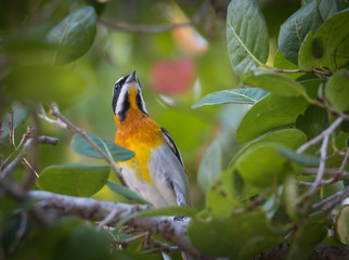 Western Spindalis - Spindalis Zena