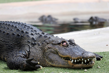 Fototapeta premium white eyes