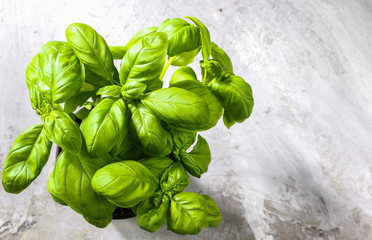 Bunch of fresh basil on concrete background. Fresh green basil with copy space. Top view or flat lay