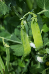 Fresh pea pods on plants in the garden. Summer natural background.