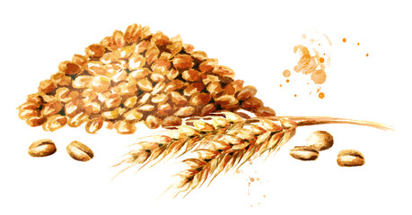 Wheat ear and a bunch of grain. Watercolor hand drawn illustration, isolated on white background