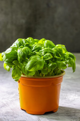 Bunch of fresh basil on concrete background. Fresh green basil with copy space. Selective focus
