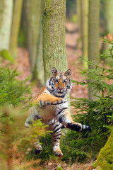 Der sibirische Tiger (Panthera tigris tigris), auch Amur-Tiger (Panthera tigris altaica) genannt, im Wald, junger weiblicher Tiger im Wald.