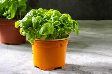Bunch of fresh basil on concrete background. Fresh green basil with copy space. Selective focus