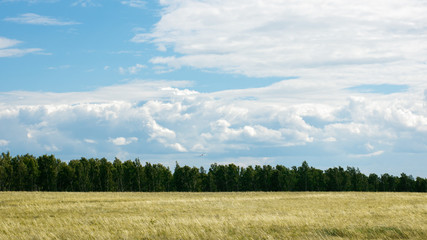 Obraz premium Serene landscape: boundless fields near the blue sky