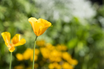 Obraz premium Gelbe Blume im Sonnenlicht