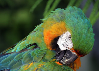 Parrot