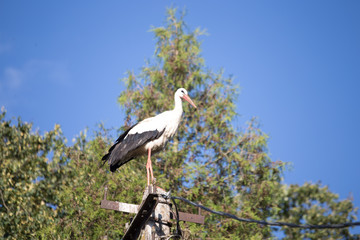 A beautiful white stork standing on power pillar. In the background is a deep green wood.