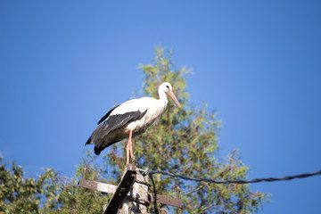 A beautiful white stork closeup standing on power pillar. In the background is deep blue sky.