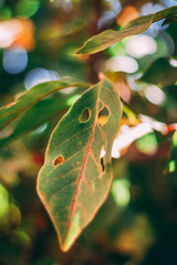 Leaves with holes