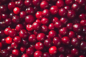 Dark red cherry closeup background. Summer cherry time. Organic food.