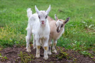Two little goats on the background of green grass. Farm animals on the grazing_