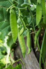 Green peas in the garden. Pods, stems and flowers of the potter. Natural summer background.