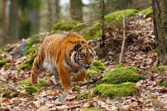 The Siberian tiger (Panthera tigris tigris) also called Amur tiger (Panthera tigris altaica) in the forest, Young female tiger in the forest.