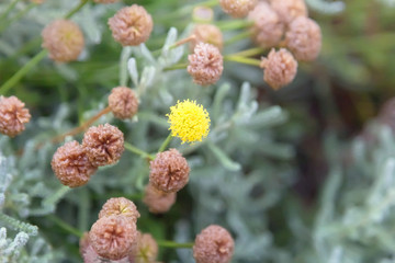 Yellow clover flower in the meadow.