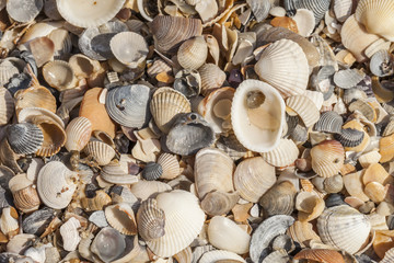 sea shells background