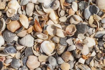 sea shells background