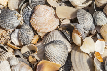 sea shells background