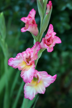 glaieul rose
