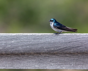 Blue tree swallow resting on a fence rail.