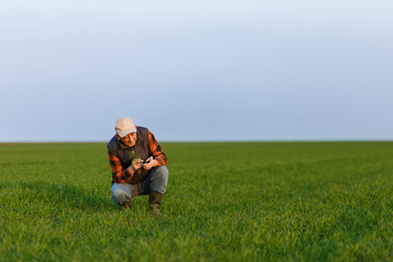 Naklejka na ściany i meble Senior farmer in wheat field examining crop in his hands.