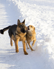 Naklejka premium Dogs in the winter park
