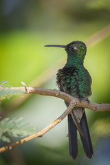 Cuban emerald - Chlorostilbon Ricordii