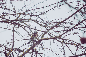 Winter colorful  bird in apple tree. The mistle thrush (Turdus viscivorus) is a bird common to much of Europe. Latvia
