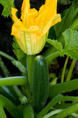 Ripe zucchini and yellow zucchini flower in vegetable garden.