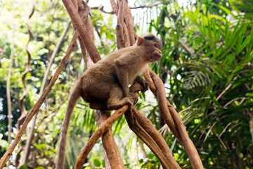 Indian sacred rhesus monkey sitting on a branch