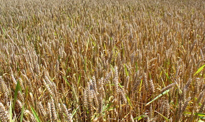 campo di grano in Estate in campagna 