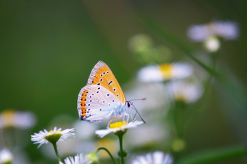 Fototapeta na wymiar Close up of beautiful butterfly at daisy flower