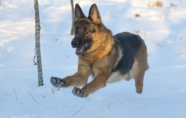 German shepherd in the winter park