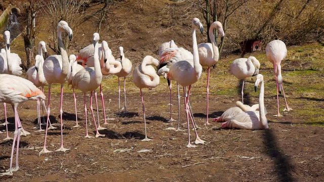 flock of flamingos resting on land.