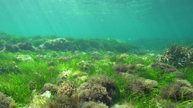 Grassy seabed with seagrass and seaweed in shallow water in the Mediterranean sea, underwater scene, natural sunlight, Cabo de Palos, Cartagena, Murcia, Spain
