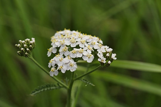 Achillea millefolium