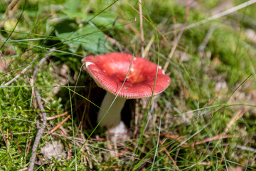  Mushrooms in the forest © bzyxx