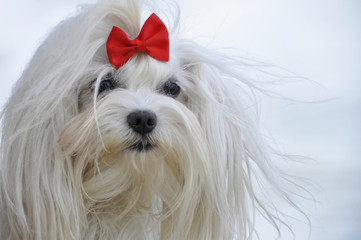 Naklejka premium white maltese dog with a red bow