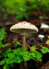 Fresh mushrooms growing in ground autumn forest closeup