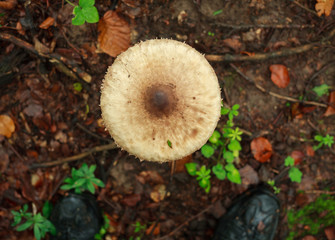 Fresh mushrooms growing in ground autumn forest closeup
