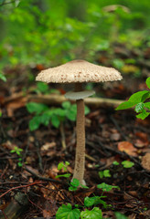 Fresh mushrooms growing in ground autumn forest closeup