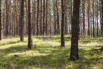 Forest in the summer season