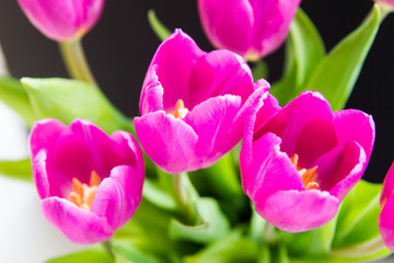 Close-up of purple tulip bouquet over black background
