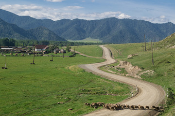 In the Altai mountains