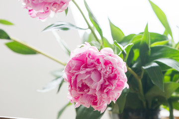 Macro image of beautiful fresh pink peony flower isolated on background with copy space